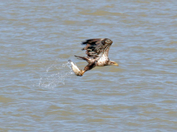 Bald Eagle (Haliaeetus leucocephalus) immature