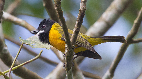 Rusty-breasted whistler (Pachycephala fulvotincta)