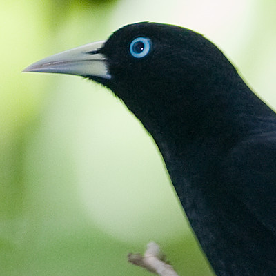 Scarlet-rumped Cacique (Cacicus uropygialis)