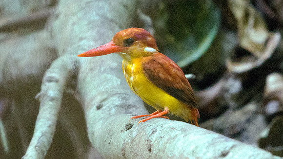 Rufous-backed kingfisher (Ceyx rufidorsa)