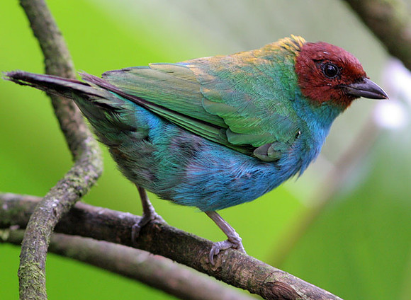 Bay-headed Tanager (Tangara gyrola)