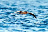 Brown Booby (Sula leucogaster) juvenile