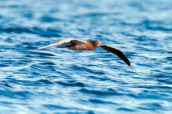 Brown Booby (Sula leucogaster) juvenile