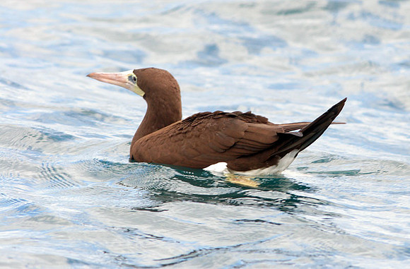 Brown Booby (Sula leucogaster)