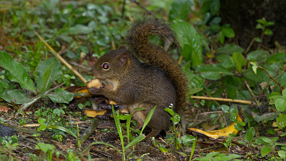Bolivian squirrel (Sciurus ignitus)