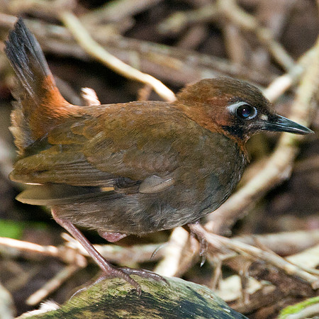 Black-faced Antthrush (Formicarius analis)