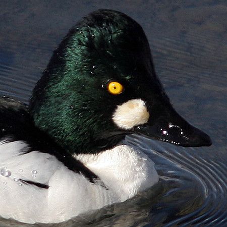 Common Goldeneye (Bucephala clangula) male