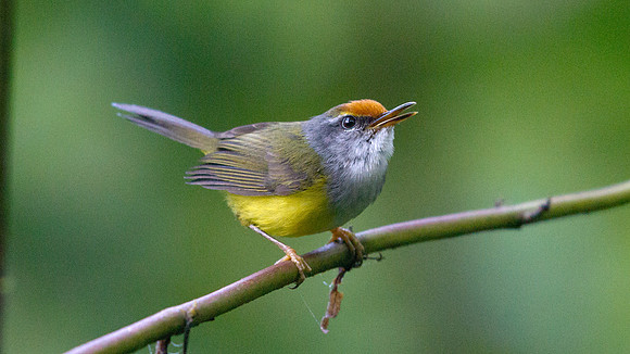 Mountain tailorbird (Phyllergates cuculatus)