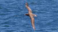 Black-footed Albatross (Phoebastria nigripes)