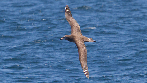 Black-footed Albatross (Phoebastria nigripes)