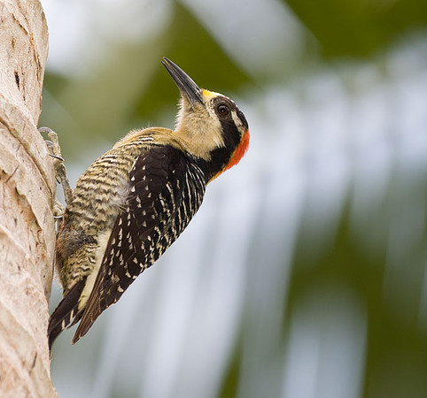 Black-cheeked Woodpecker (Melanerpes pucherani) female