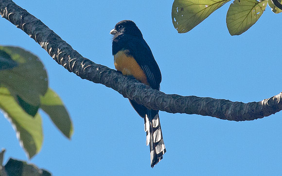 Black-headed Trogon (Trogon melanocephalus)