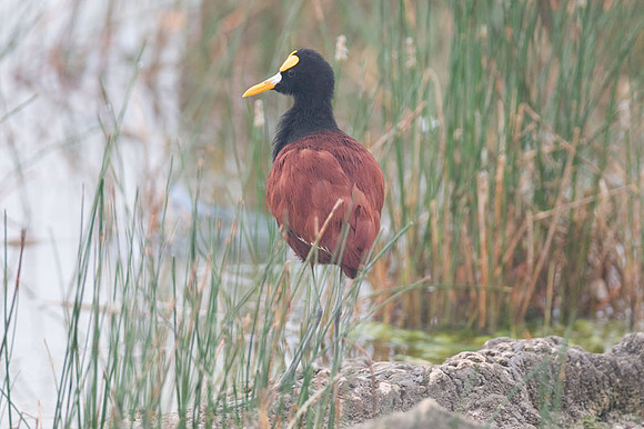 Northern Jacana (Jacana spinosa)