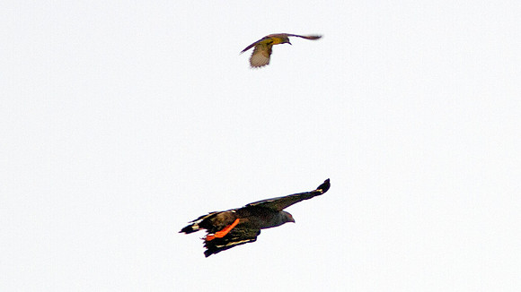 Crane Hawk (Geranospiza caerulescens)