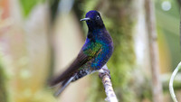 Velvet-purple Coronet (Boissonneaua jardini)