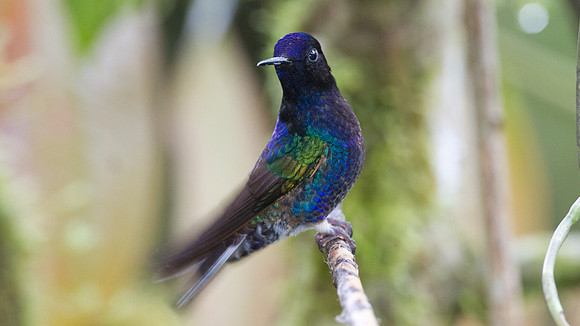 Velvet-purple Coronet (Boissonneaua jardini)
