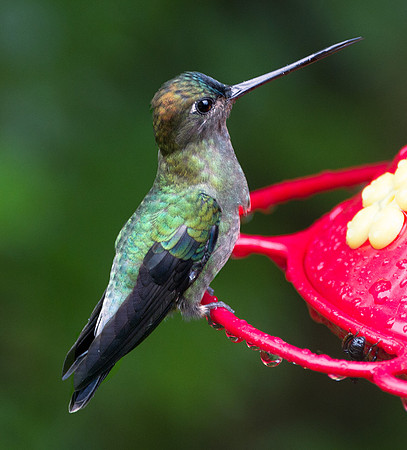 Blue-Fronted Lancebill (Doryfera johannae)