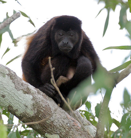 Mantled Howler (Alouatta palliata) also known as Golden-mantled Howling Monkey