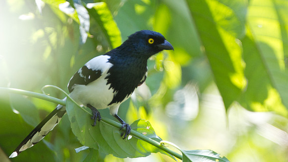 Magpie Tanager (Cissopis leveriana)