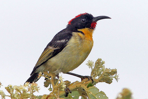 Sulphur-breasted Myzomela (Myzomela jugularis) also known as Orange-breasted Myzomela, Orange-breasted Honeyeater