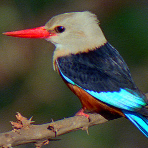 1988 Africa Brown-hooded Kingfisher img770-thumb