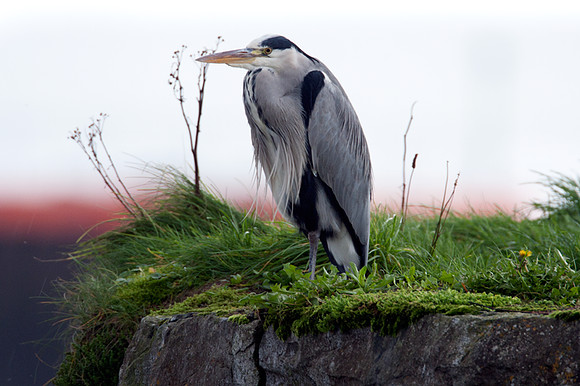 Grey Heron (Ardea cinerea)