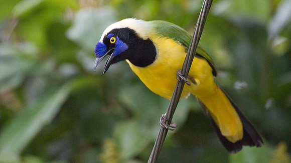 Green Jay (Cyanocorax yncas)