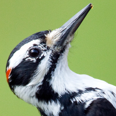Hairy Woodpecker (Picoides villosus)