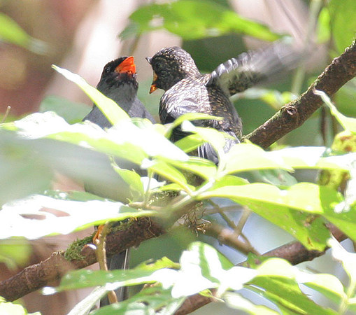 Black-faced Solitaire (Myadestes melanops) juvenile and adult