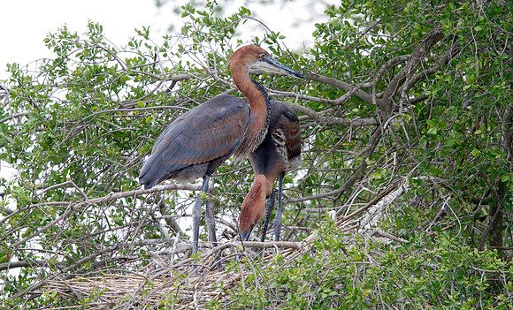Goliath Heron (Ardea goliath)