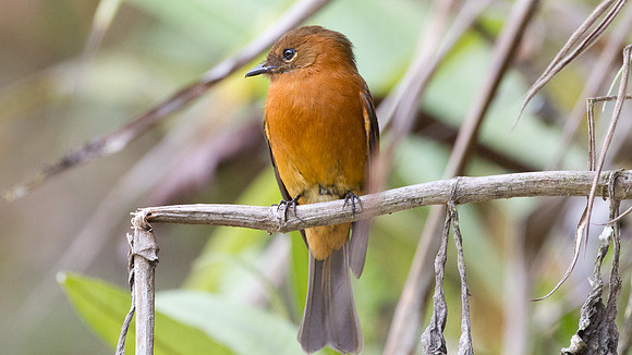 Cinnamon Flycatcher (Pyrrhomyias cinnamomeus)