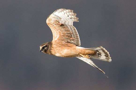 Hen Harrier (Circus cyaneus) immature; or Northern Harrier