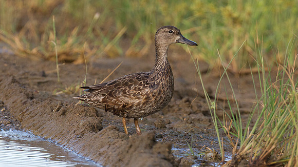 Blue-winged Teal (Anas discors)
