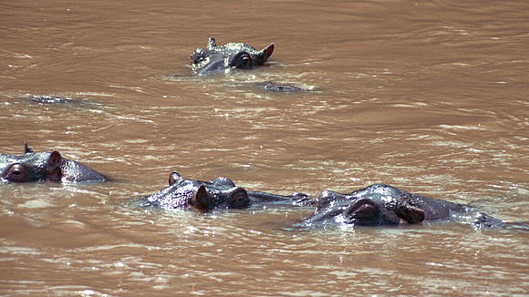 1986 Africa hippo img345