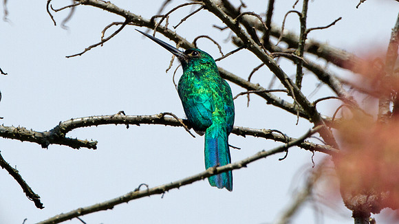 Bluish-fronted Jacamar (Galbula cyanescens)