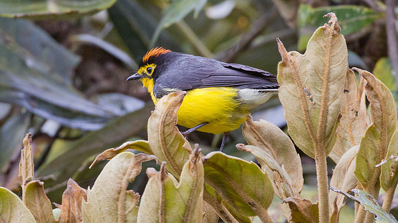 Spectacled Whitestart (Myioborus melanocephalus)