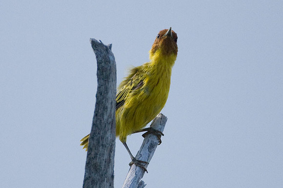 Mangrove Warbler (Dendroica petechia bryanti)