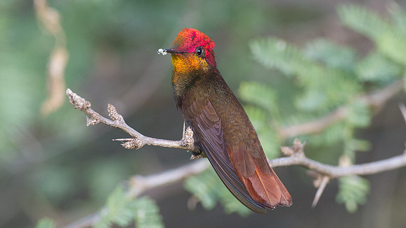 Ruby-topaz Hummingbird (Chrysolampis mosquitus) male