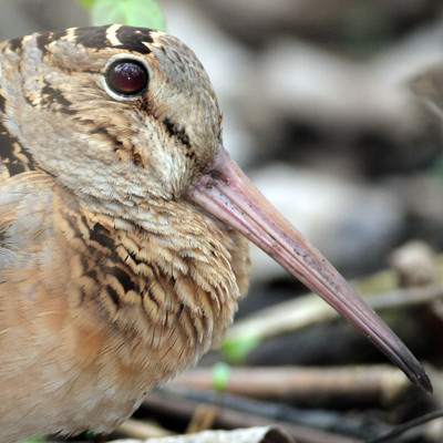 American Woodcock (Scolopax minor)