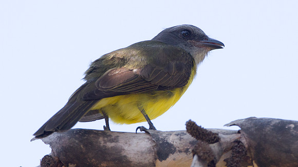 Sulphury Flycatcher (Tyrannopsis sulphurea)