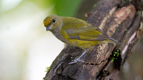 Orange-bellied Euphonia (Euphonia xanthogaster)