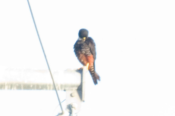 Bat Falcon (Falco rufigularis)