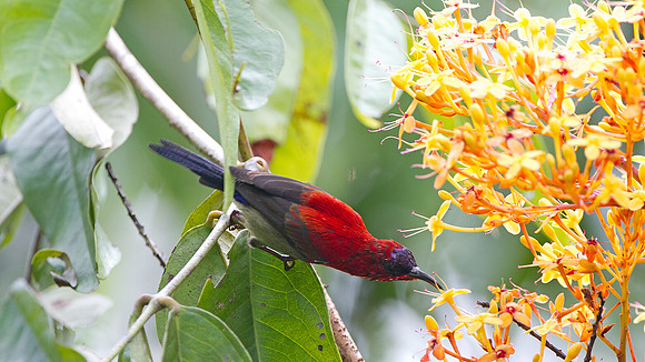 Eastern Crimson Sunbird (Aethopyga siparaja)
