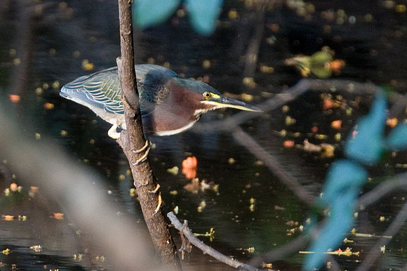 Green Heron (Butorides virescens)