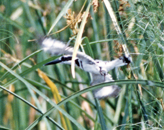 Pied Kingfisher (Ceryle rudis)