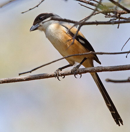 Long-tailed shrike  (Lanius schach)