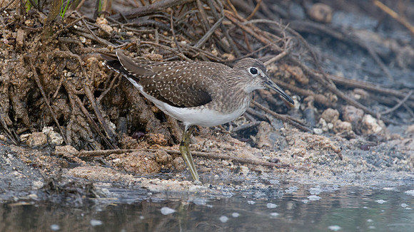 Solitary Sandpiper (Tringa solitaria)