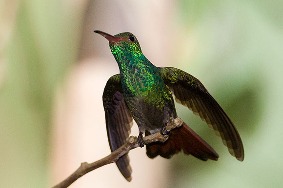 Rufous-tailed Hummingbird (Amazilia tzacatl)