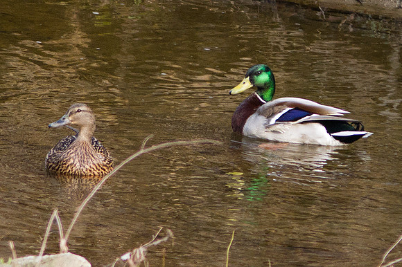 Mating pair of Mallards, or wild duck (Anas platyrhynchos)