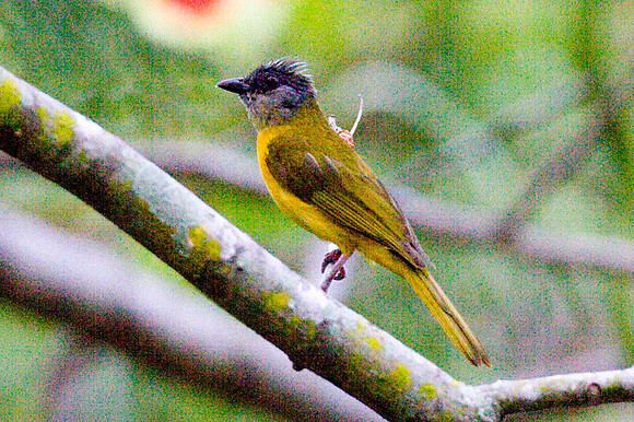 Grey-headed Tanager (Eucometis penicillata)
